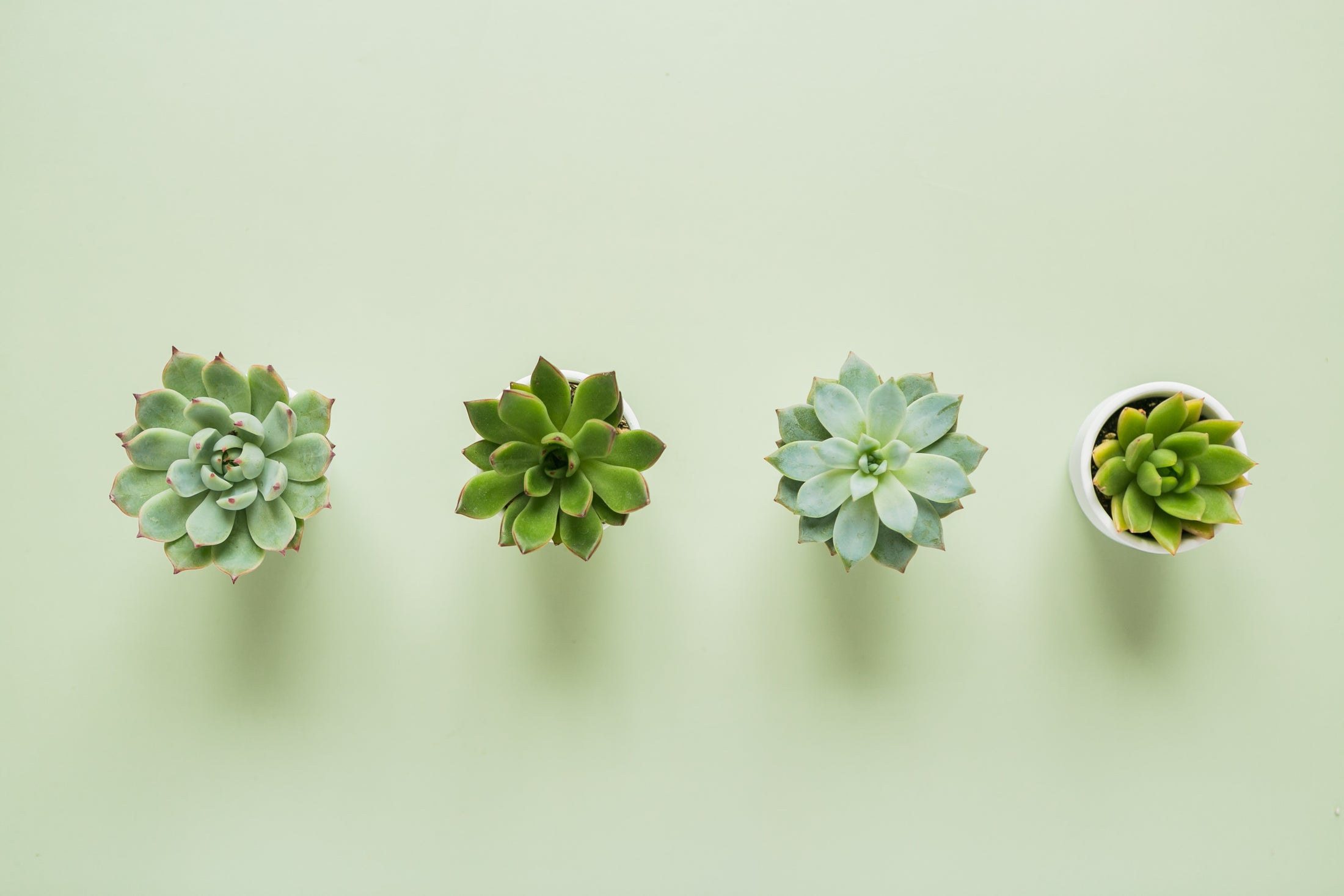 a group of succulents sitting next to each other