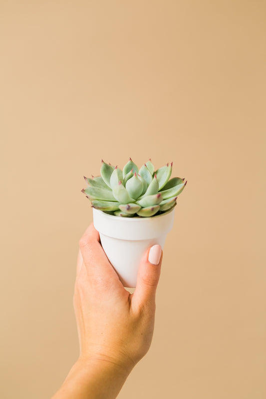 a person holding a small potted plant in their hand
